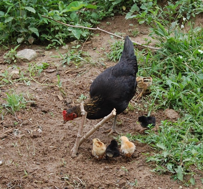 Cara Membuat Pakan Ayam Kampung Sendiri, Panduan Lengkap