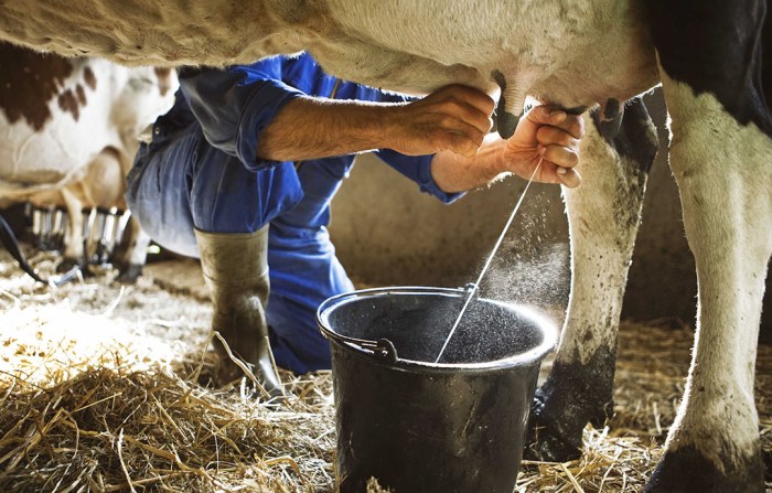 Milking coca cows parlor cola dan oaks susu wbez peternakan sapi canggih raising