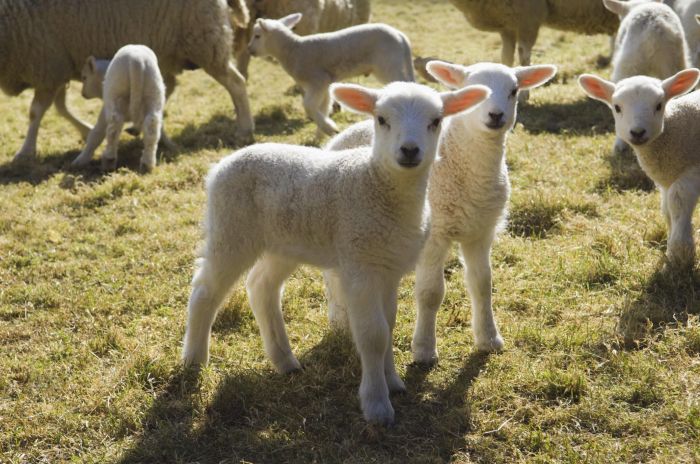 Sheep raising mistakes common homestead avoid morningchores