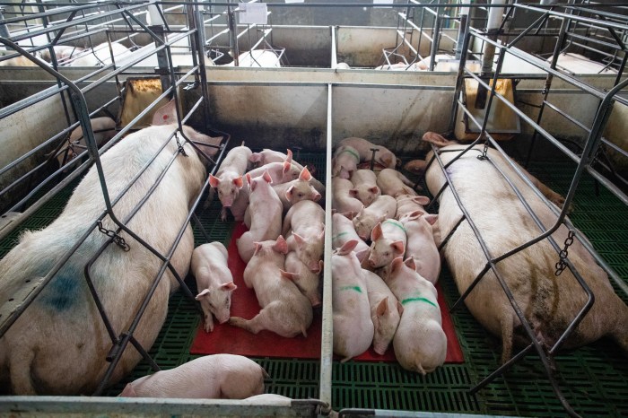 Livestock profitable piglets