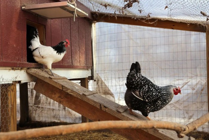 Aturan ternak ayam di pemukiman