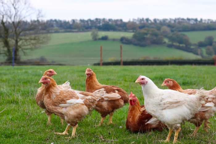 Beternak ayam dapat diambil atau dimanfaatkan