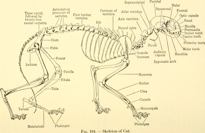 Biologi peternakan