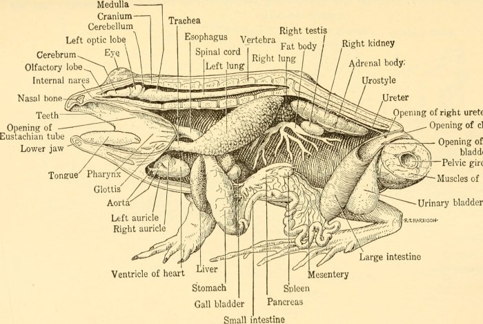 Biologi peternakan