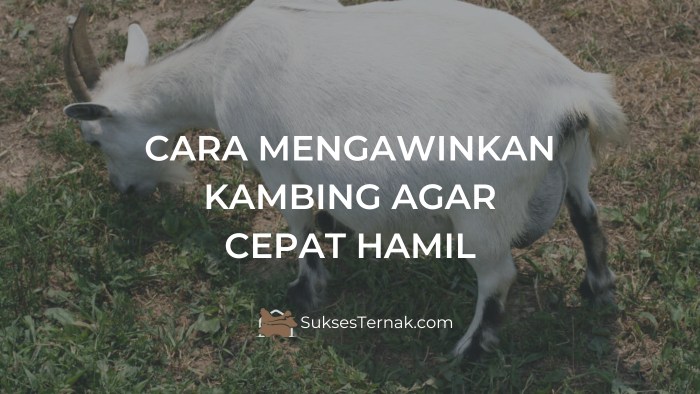 Cara mengawinkan domba agar cepat hamil