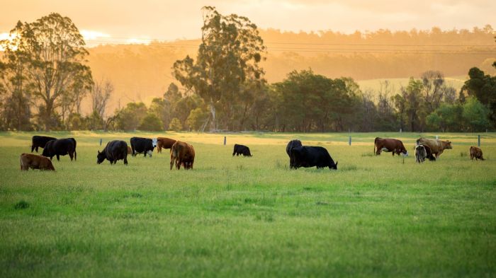 Cattle farming cow farm business starting meat production