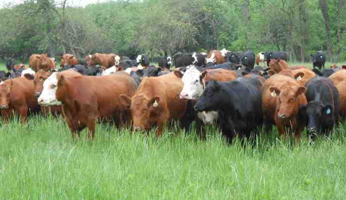 Sheep grazing cattle behaviour