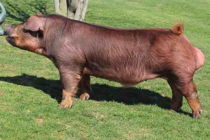 Babi duroc asli