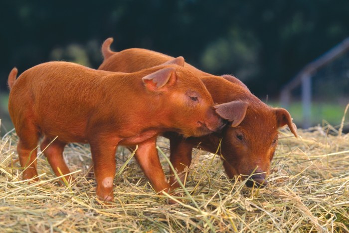 Duroc pigs breed characteristics litter breeds size large temperament will growth lifespan info farming better their