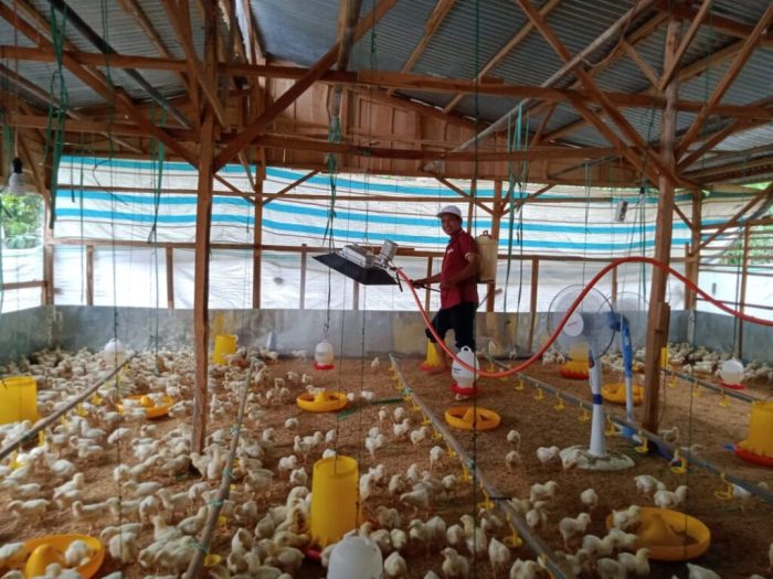 Cara menggunakan em4 peternakan ayam