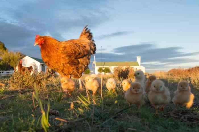 Chickens residential keeping pets areas jimsmowing au gardening articles