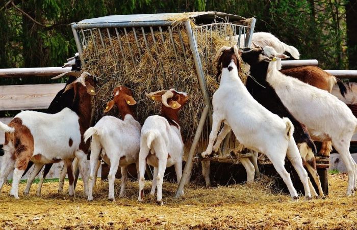 Beternak kambing dapat menghasilkan