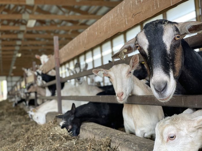 Cara membuat em4 untuk ternak kambing