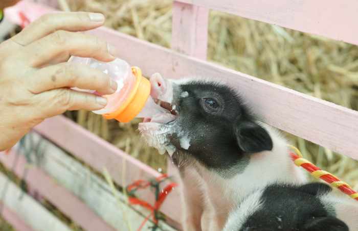 Guinea caring