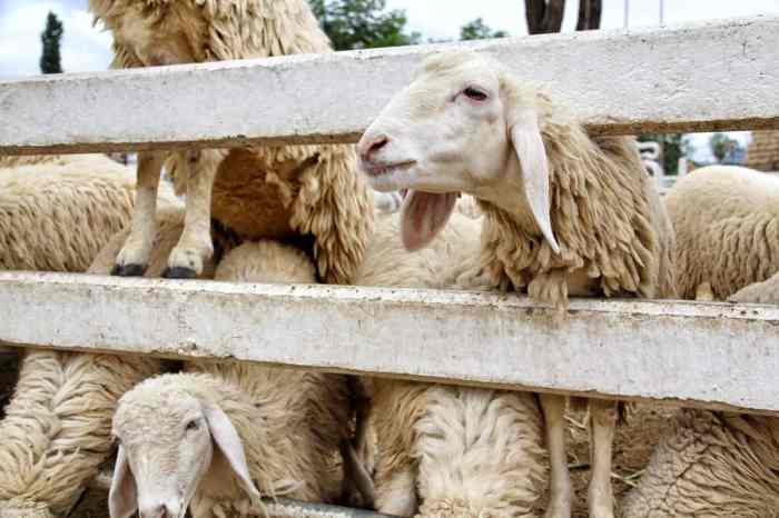 Sheep raise meat profit milk wool goats