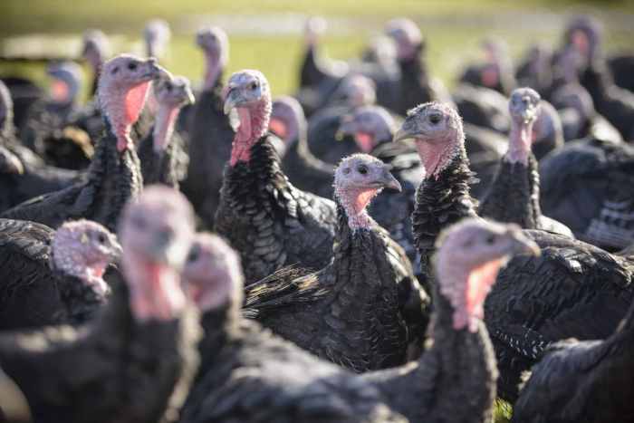 Turkeys raising farmyard