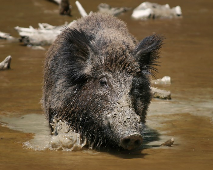 Wild boar pig animal africa hog south bush habitat water teeth tusk wilderness warthog savannah wildboar travel fauna wildlife mammal