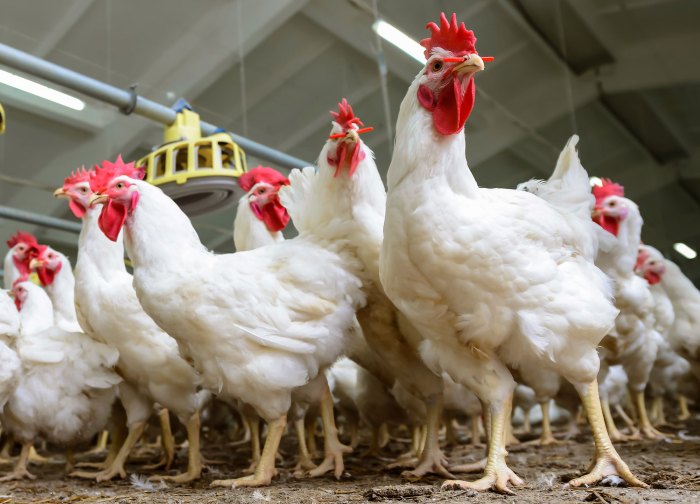 Poultry farm starting farming chicken business beginners egg plan production template gotten interested regarding several issue questions