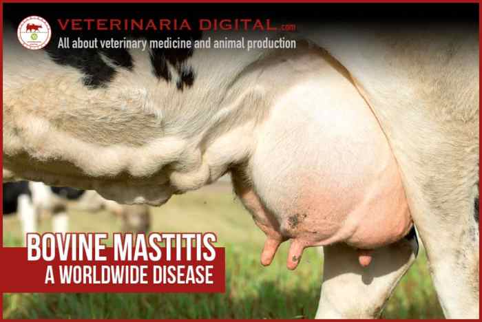 Mastitis cow