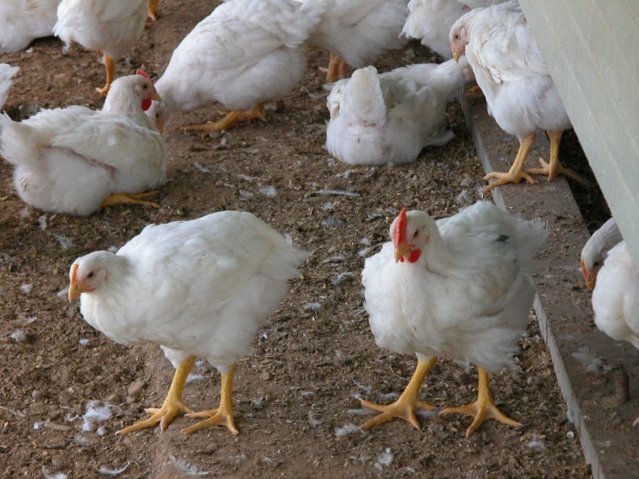 Broiler chickens raising chicken avma findings antibiotics sustainability shares economist animal beginners