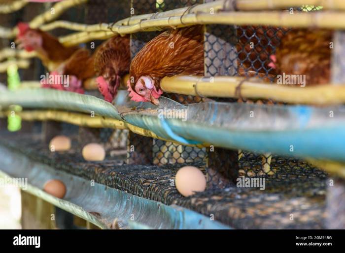 Biaya ternak ayam petelur