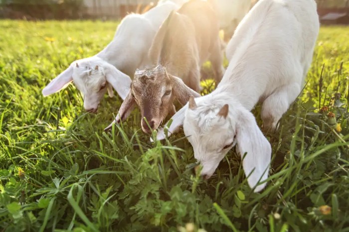 Ziegen goats haltung profit ziegenrassen herz fuer tiere gozdarstvo kmetijstvo ministrstva prehrano ultimate weidehaltung adobe elena