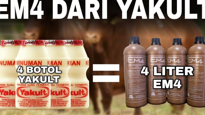 Pakan fermentasi kambing ternak membuat gemuk silase agar limbah cepat proses em4 sehat pertanian masbidin ciri pidjar hewan