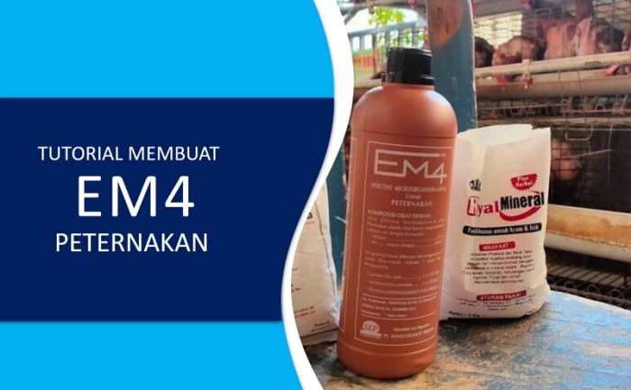 Cara menggunakan em4 peternakan ayam