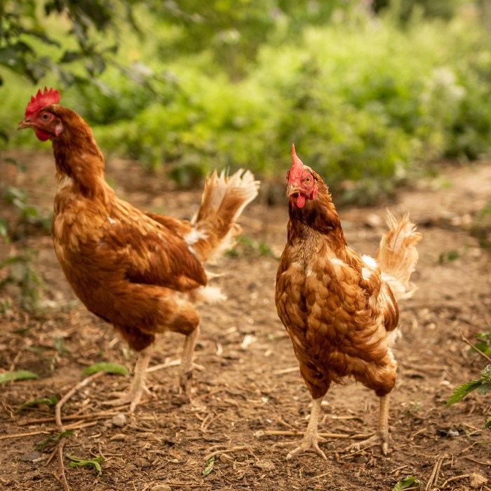 Ternak ayam petelur