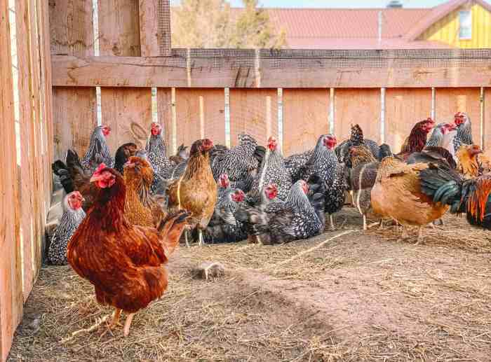 Aturan ternak ayam di pemukiman