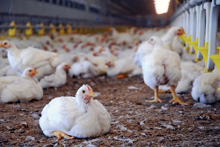 Chickens native harvesting hundreds yard