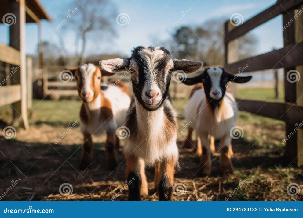 Beternak kambing dapat menghasilkan