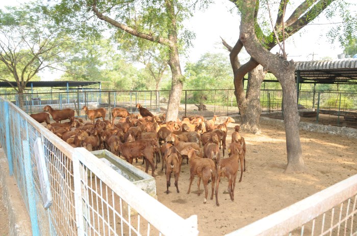 Cara membuat em4 untuk ternak kambing