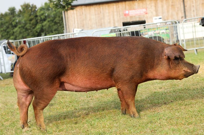 Duroc pig breed breeds types pigs