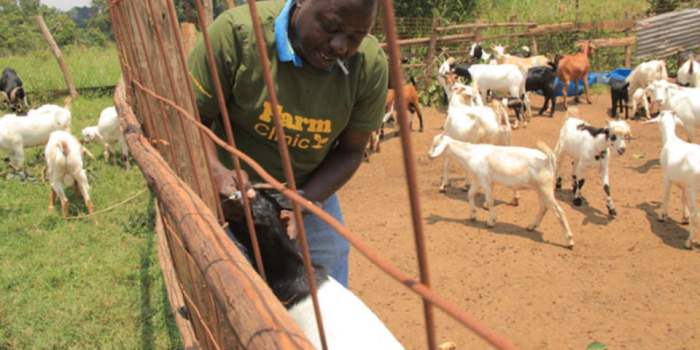 Cara menjadi peternak kambing yang sukses