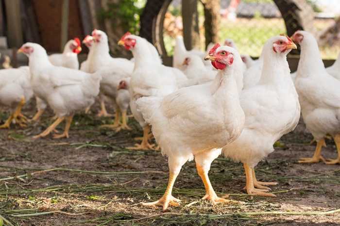 Cara bermitra ayam broiler