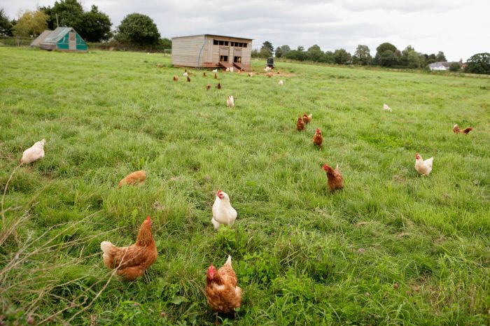 Gallinas cuadrado poultry chickens chicken cuantas cages jaulas elevage pastured pollos industriel hens gallina rooster avicultura huevos