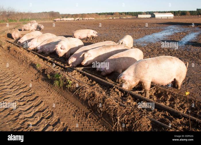 Pigs face southworth eyeem