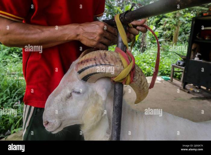 Cara memelihara domba garut