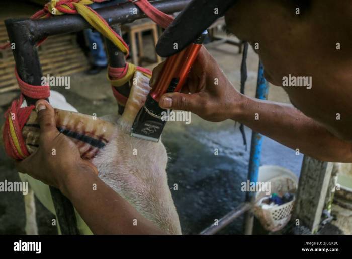 Cara memelihara domba garut