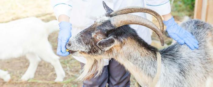 Goat enrichment