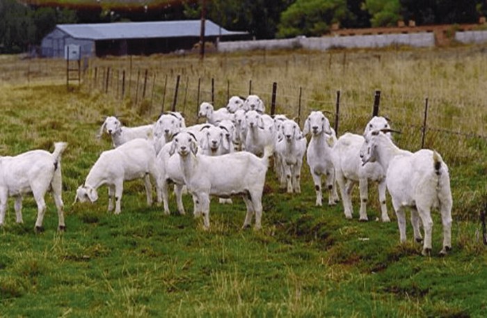 Goats pen goat dairy farming small holding introduction wa