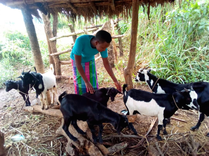 Bantuan peternakan kambing 2022