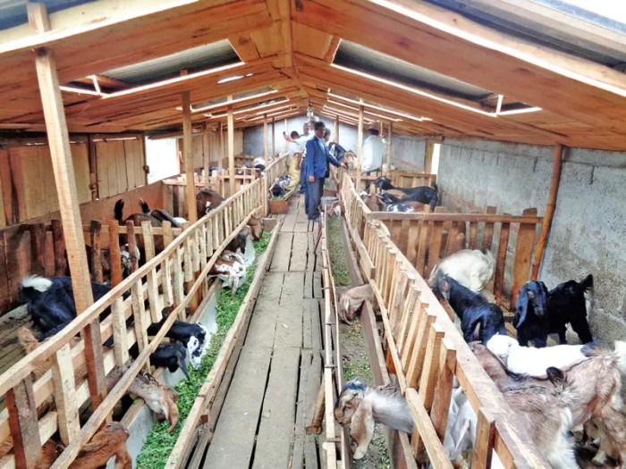 Zimbabwe farming goats farmers keeping farmersreviewafrica