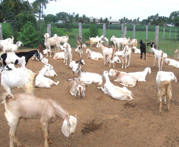 Cara menjadi peternak kambing yang sukses