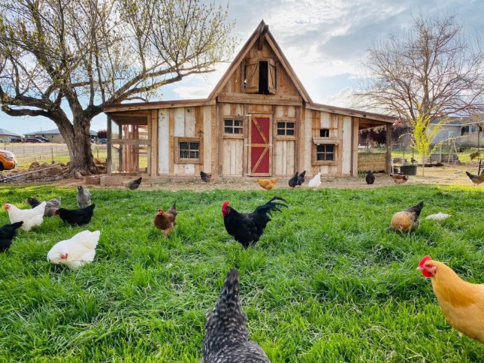 Chickens unsplash