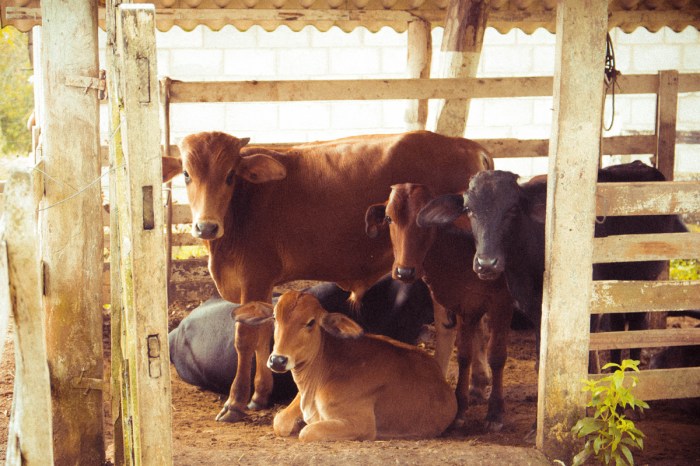 Calves dairy oneashhomestead pet cows