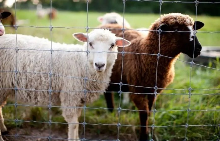 Sheep care shelter pastures grazing raising without homesteads farms small timbercreekfarmer