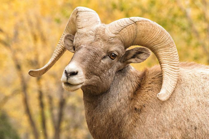 Ram bighorn montana sheep wildlife healthy wild male animal preview destination environment