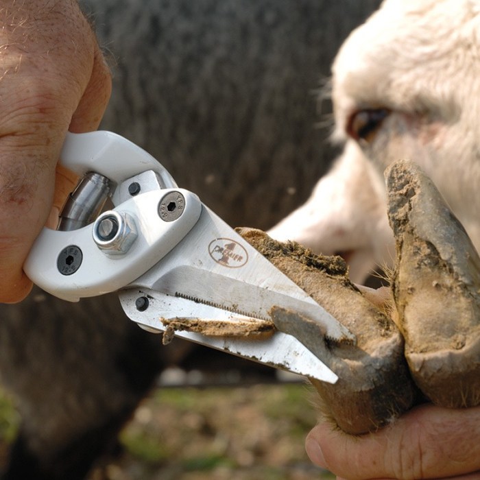 Management practices barns sheds flock raisingsheep their lamb walkways easily observe entering